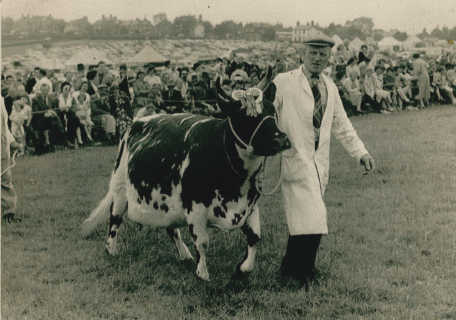 John Gray on show with one of the first prize winning pedigree Ayrshire cows that were introduced to the farm in 1943.