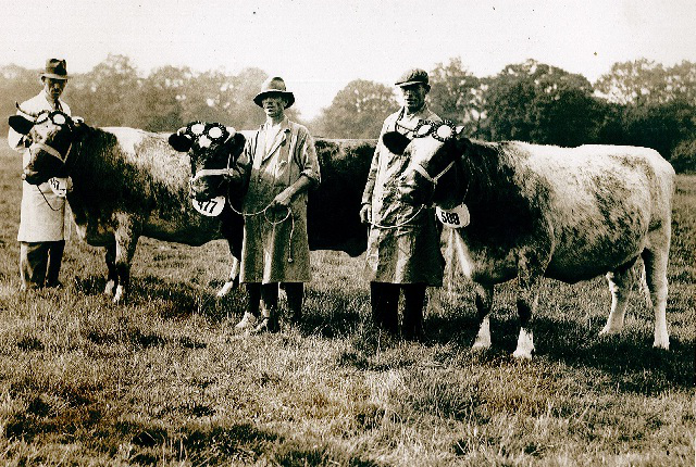 James Gray at the Chertsey Show in 1943 with some of the prize winning Shorthorn cows that were originally kept on the farm.