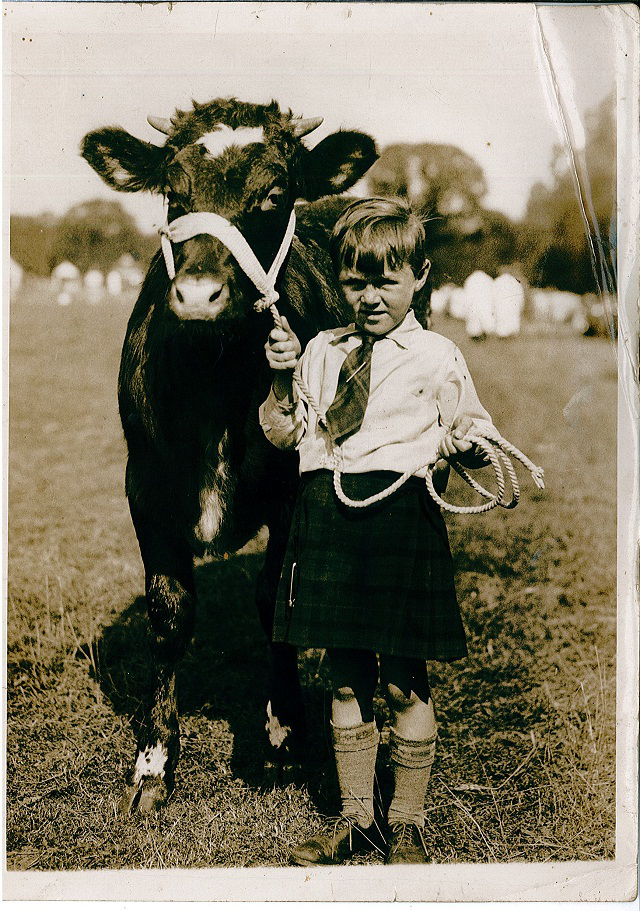 A very young John Gray with his prize winning Shorthorn bull.